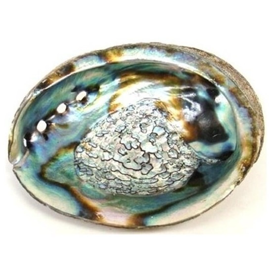 Abalone schelp voor smudgen met salie