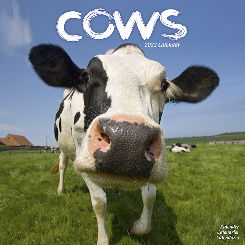 Boerderijdieren/dieren kalender 2022 koeien 30 cm