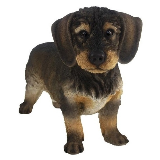 Decoratie dieren beeld ruwharige teckel hond donkerbruin 29 cm