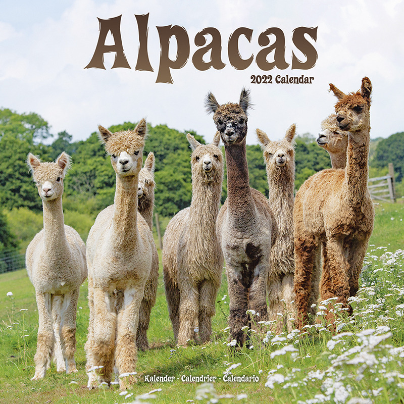 Dieren kalender 2022 alpacas/lamas 30 cm