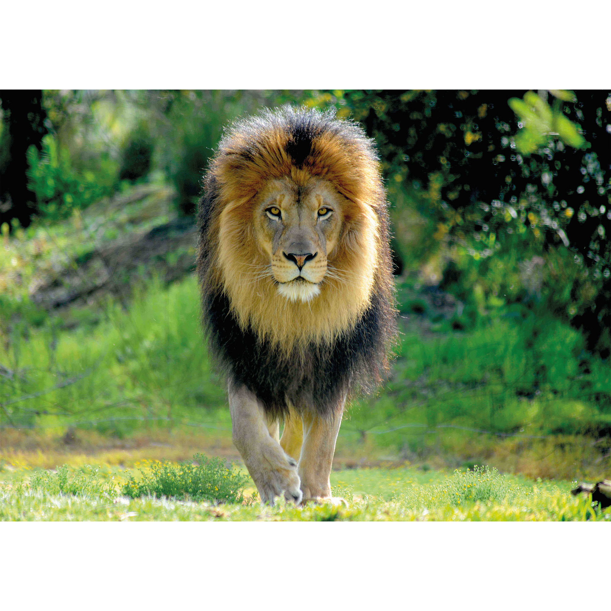 Dieren poster leeuw 84 x 59 cm