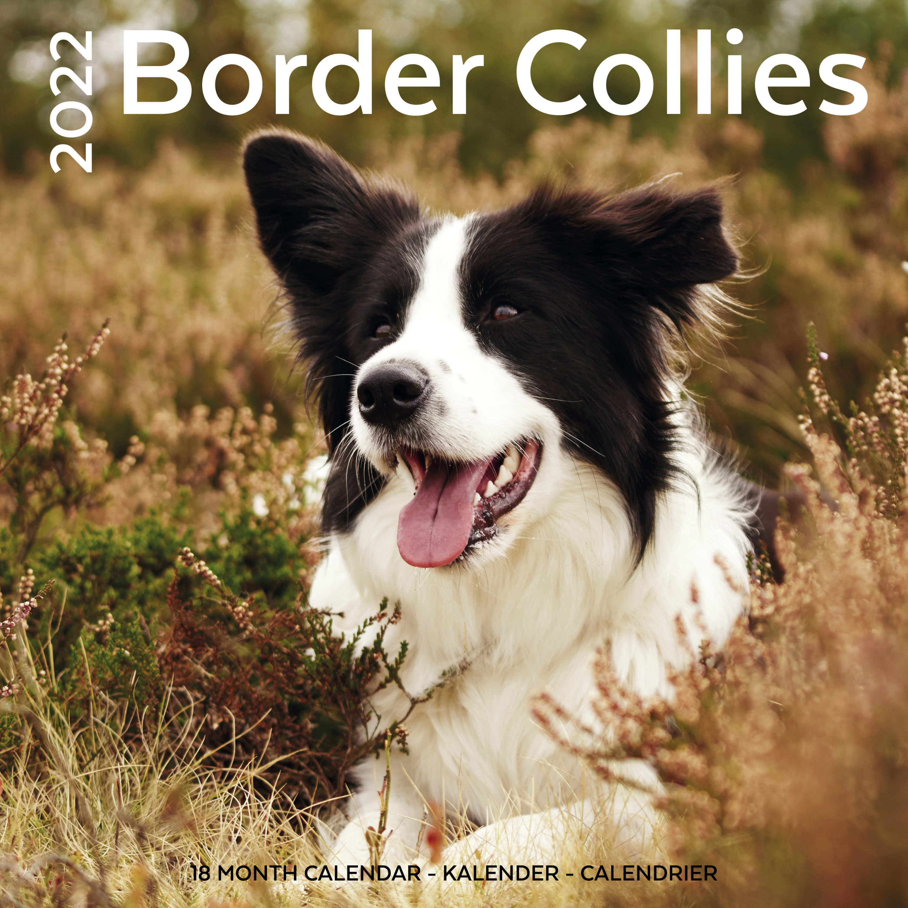 Huisdieren/dieren kalender 2022 Border Collie honden 30 cm