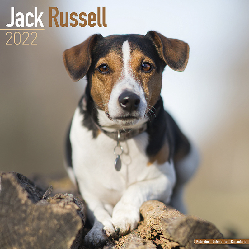 Huisdieren/dieren kalender 2022 Jack Russel honden 30 cm