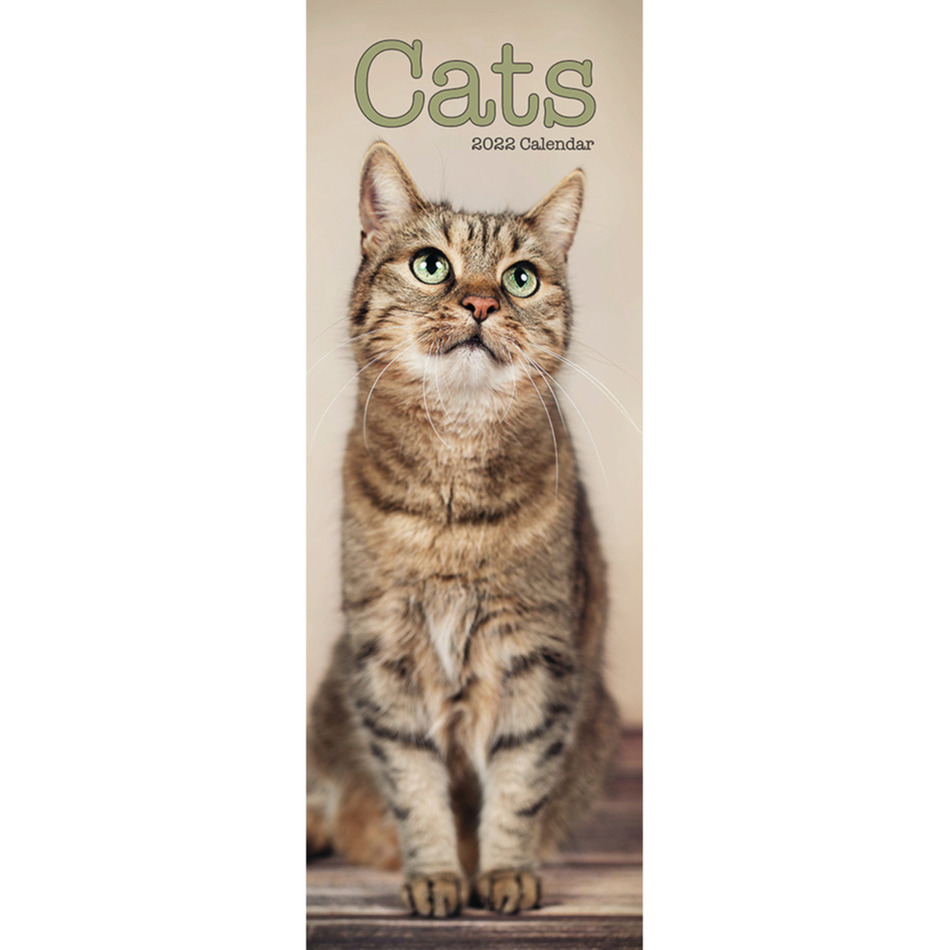 Huisdieren/dieren kalender 2022 katten/poezen 15 x 42 cm