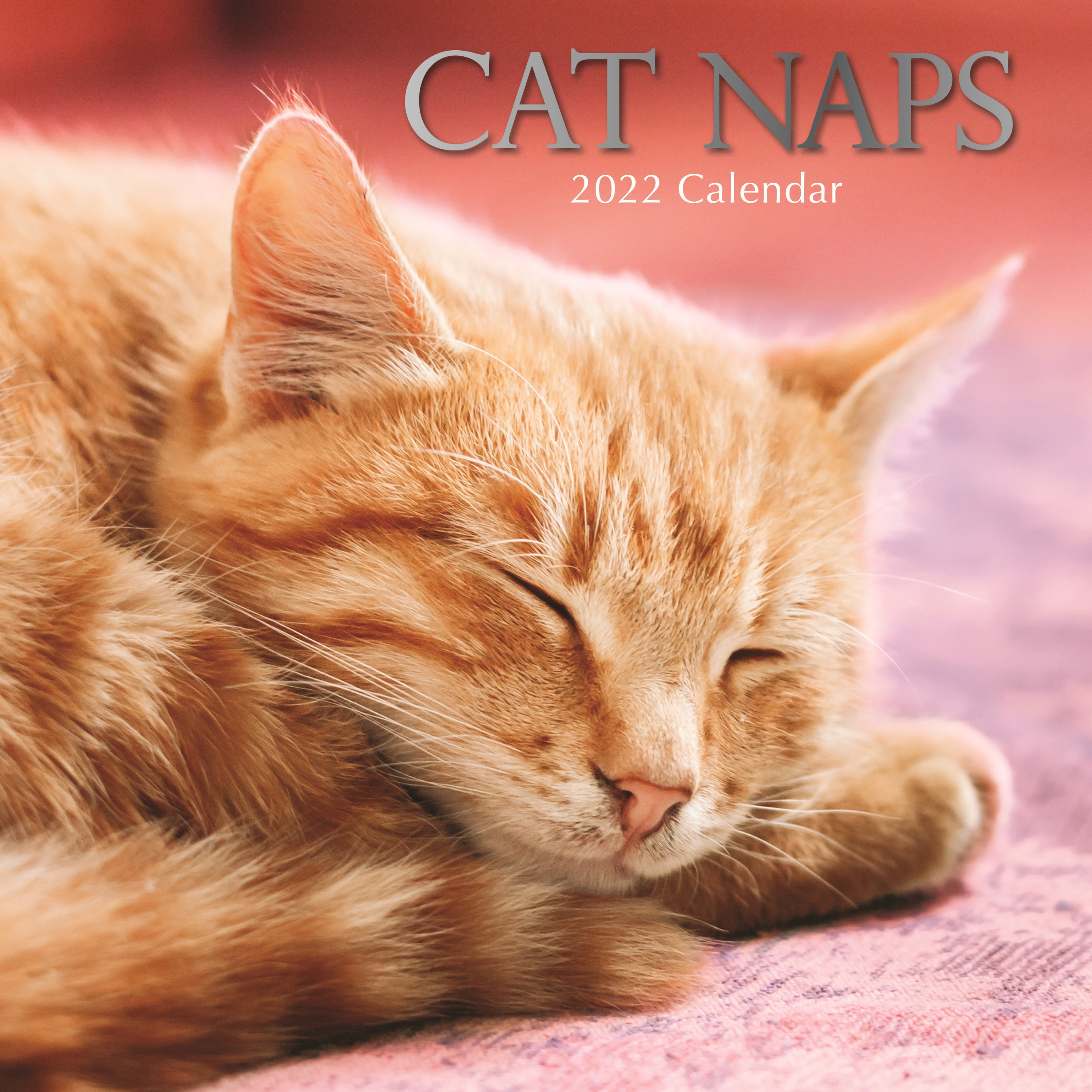 Huisdieren/dieren kalender 2022 katten/poezen dutjes 30 cm