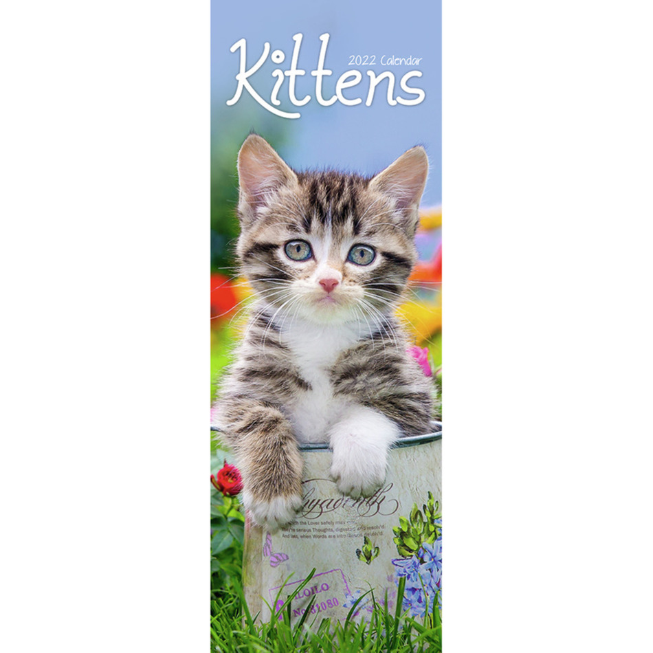 Huisdieren/dieren kalender 2022 katten/poezen kittens 15 x 42 cm