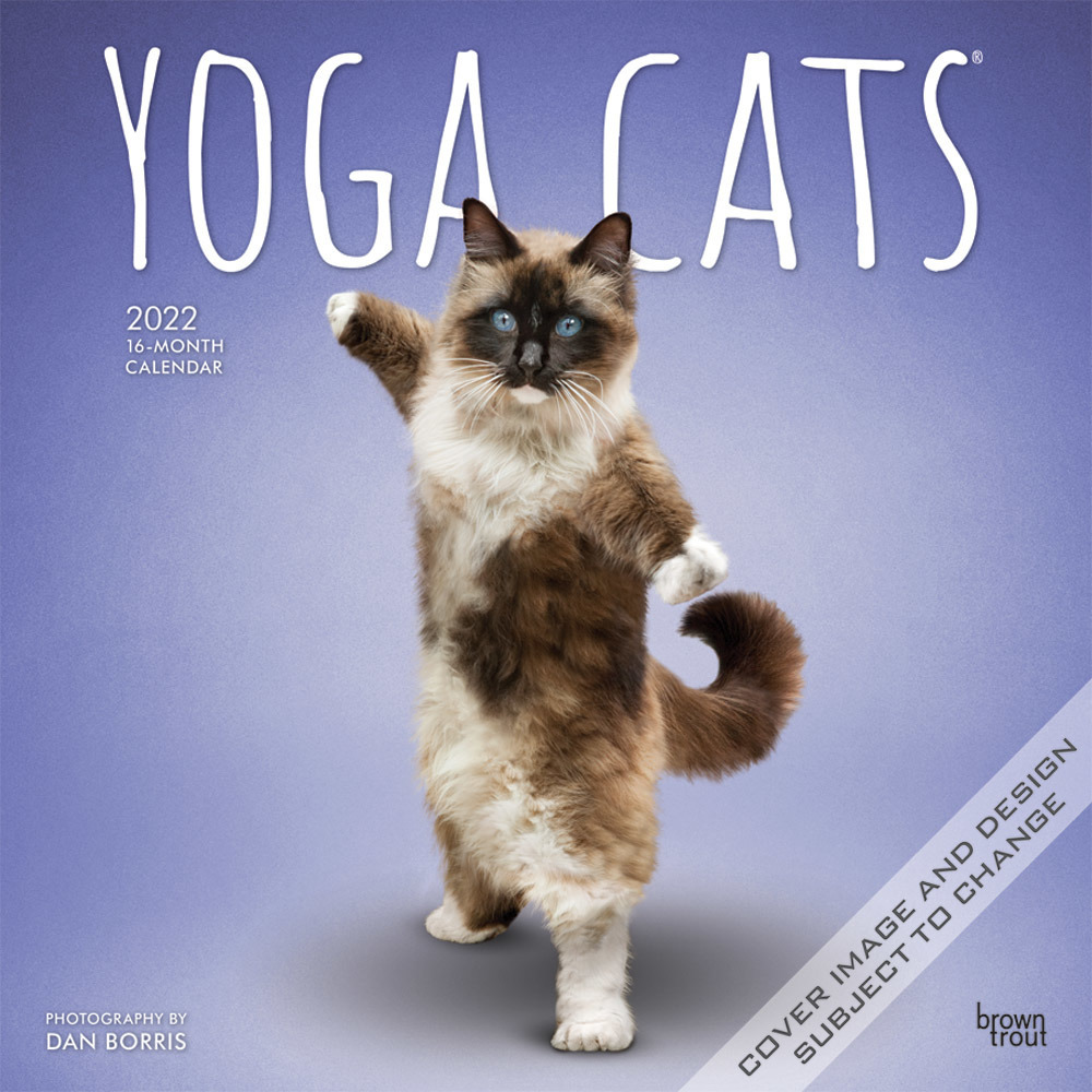 Huisdieren/dieren kalender 2022 katten/poezen yoga 30 cm