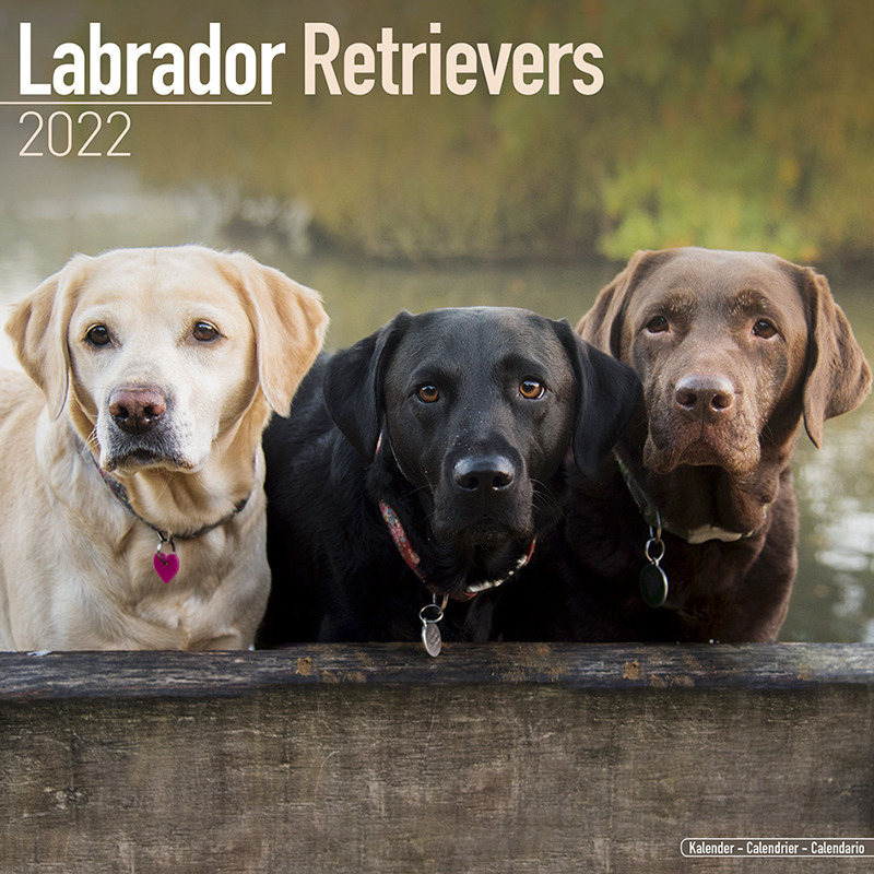 Huisdieren/dieren kalender 2022 Labrador Retriever honden 30 cm
