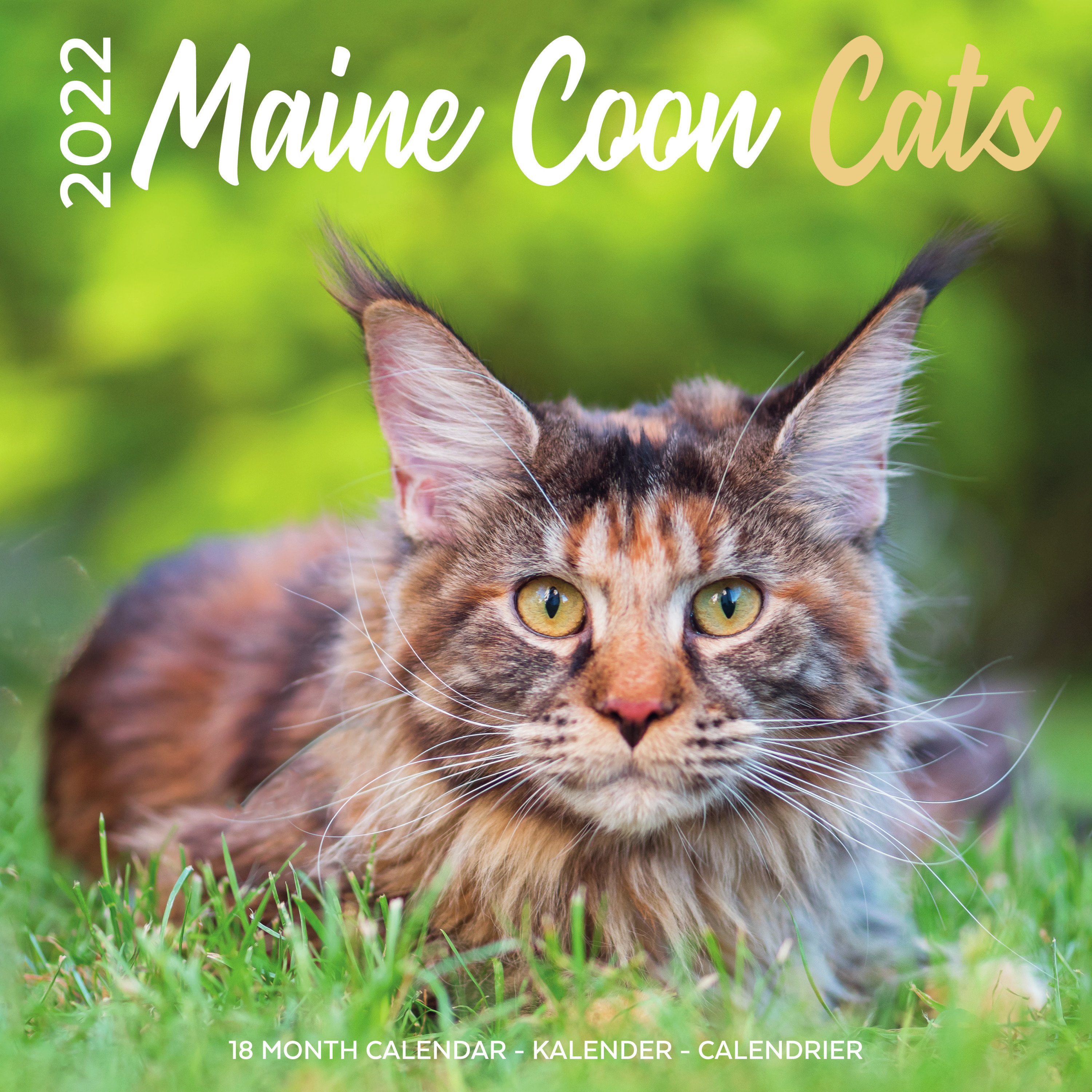 Huisdieren/dieren kalender 2022 Maine Coon katten/poezen 30 cm