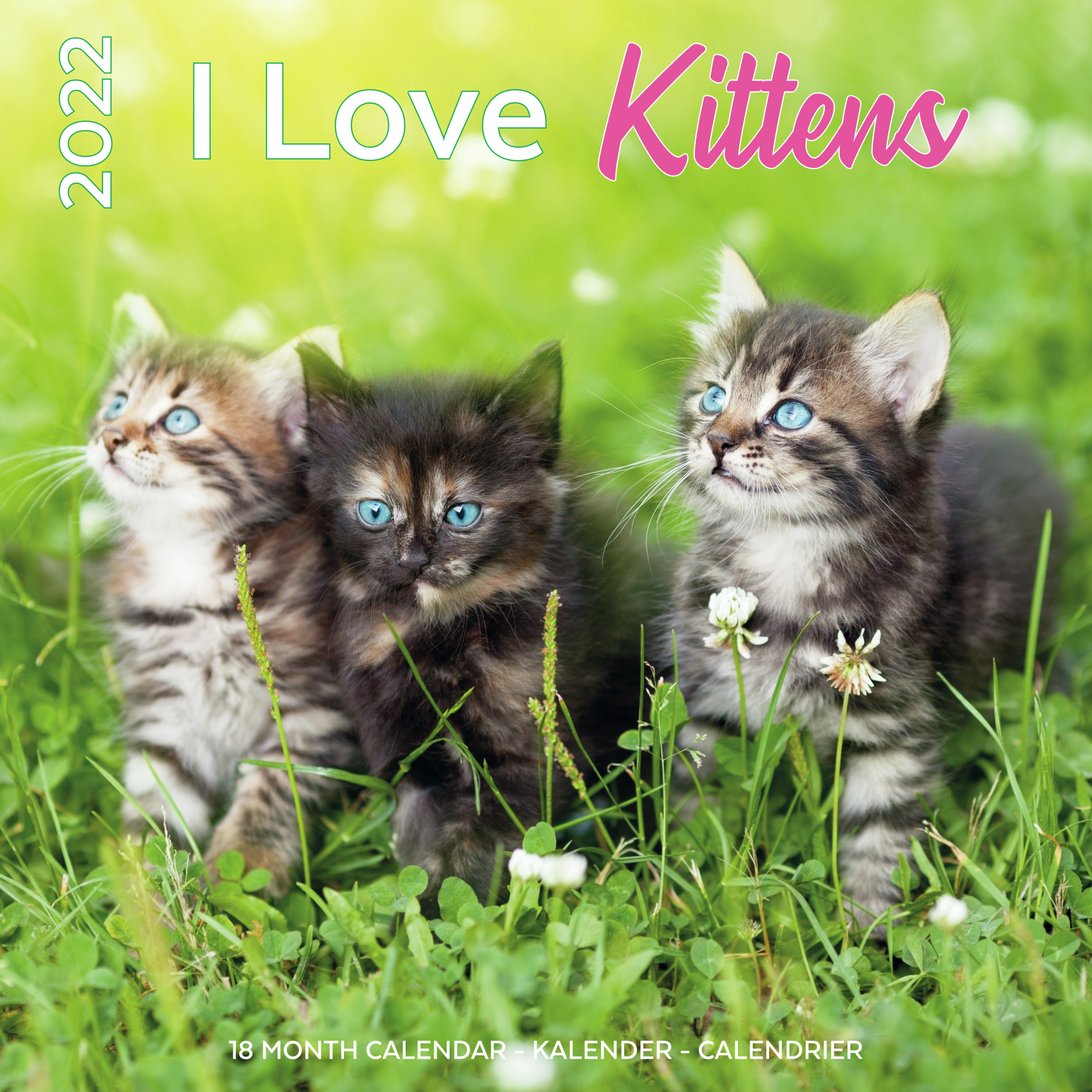 Huisdieren/dieren kalender 2022 poezen en katten kittens 30 cm