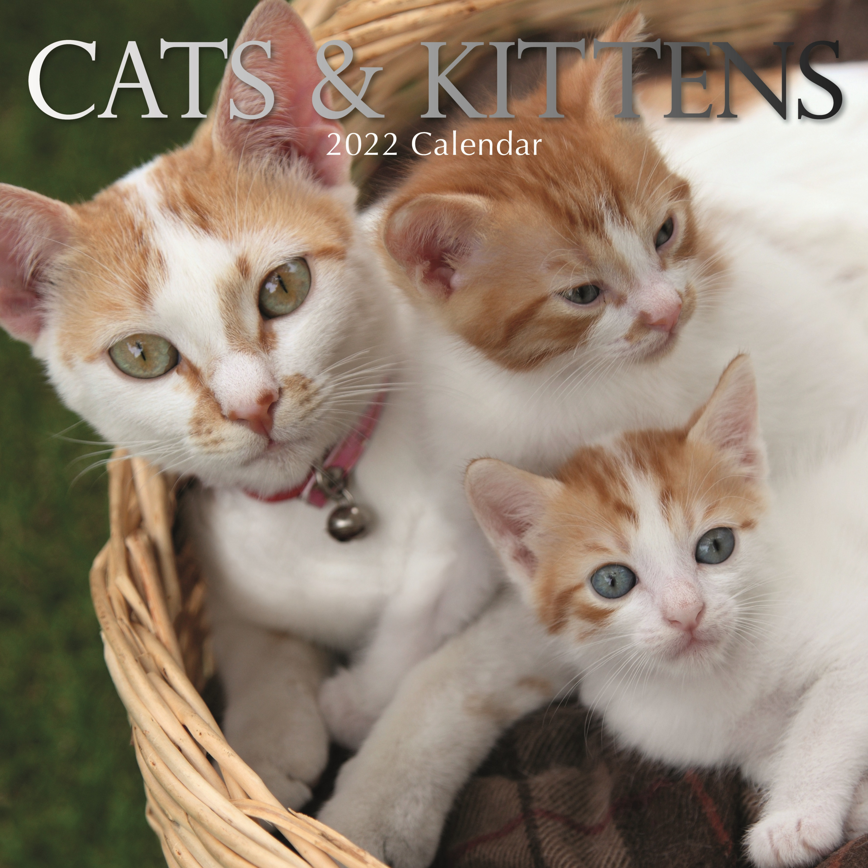 Huisdieren/dieren kalender 2022 poezen/katten kittens 30 cm