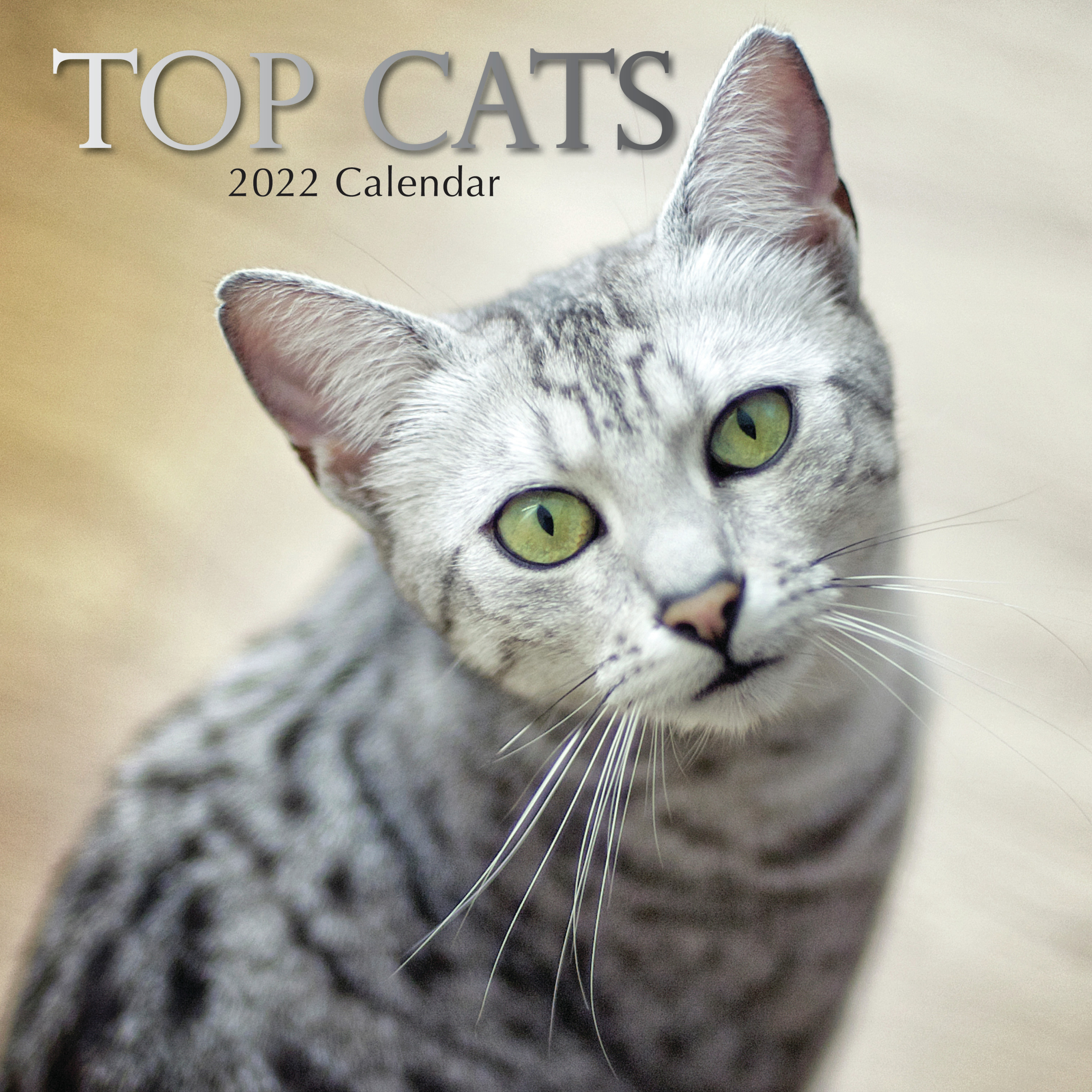 Huisdieren/dieren kalender 2022 poezen/katten ras 30 cm