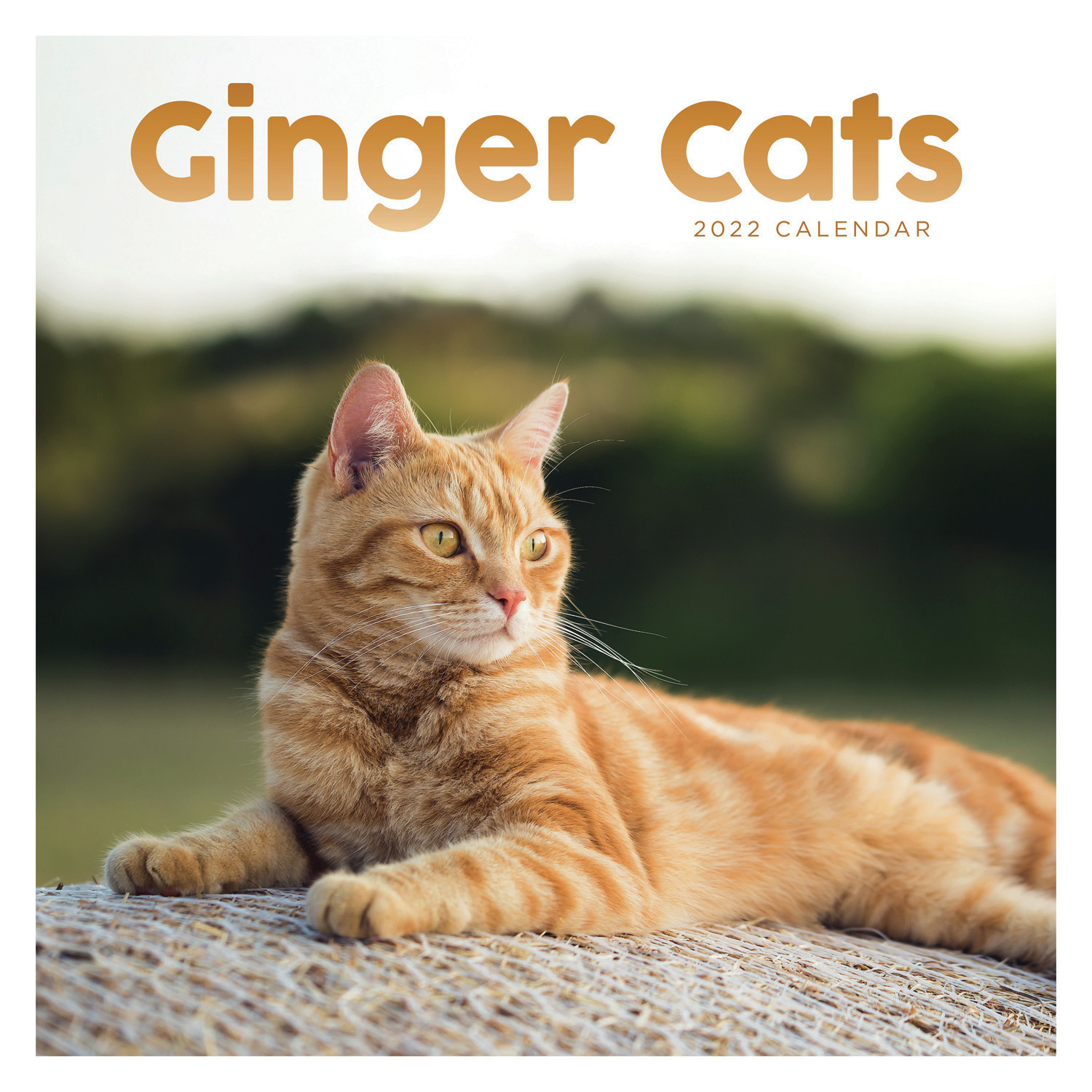 Huisdieren/dieren kalender 2022 rode katten/poezen 30 cm