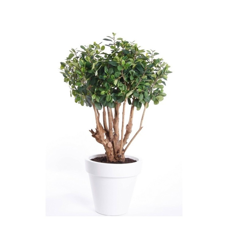 Kantoor kunstplant ficus groen in witte ronde pot 70 cm