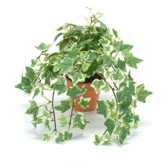 Kantoor kunstplant klimop groen/wit in terracotta pot 30 cm