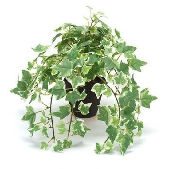 Kantoor kunstplant klimop groen/wit in zwarte pot 30 cm