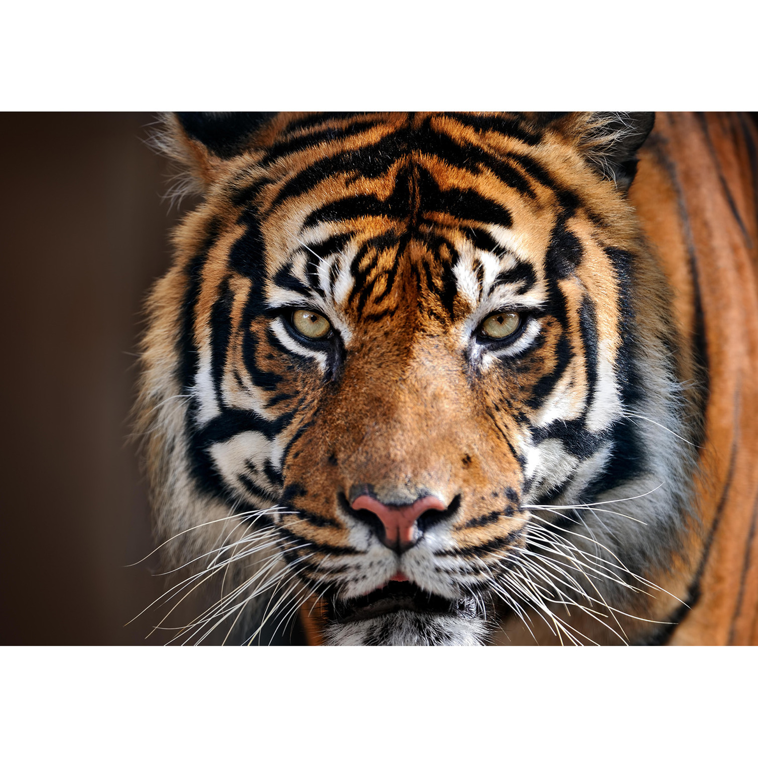 Poster natuur Siberische tijger 84 x 59 cm