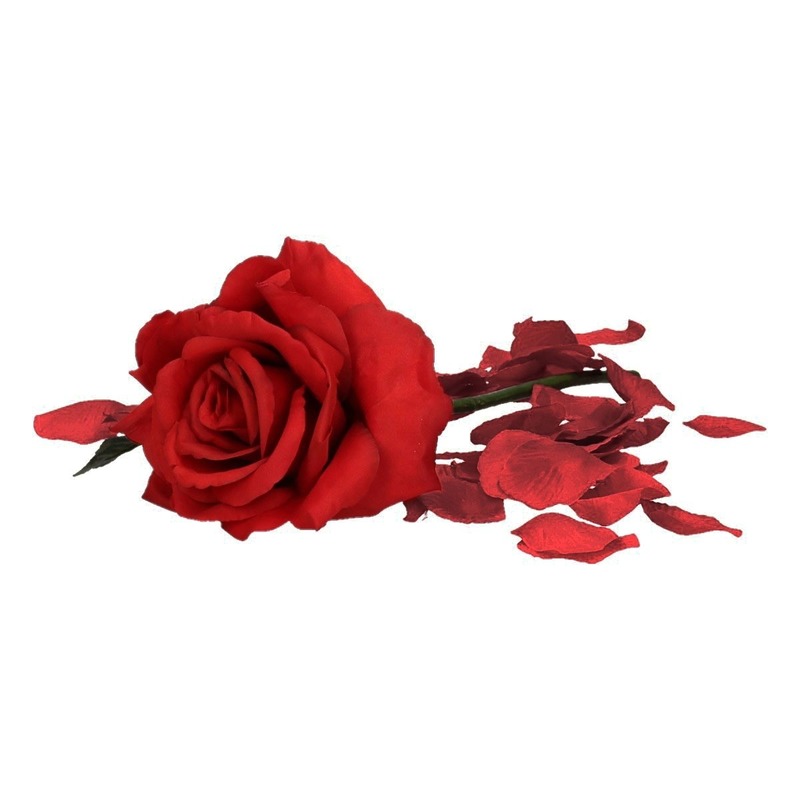 Valentijnscadeau rode roos 31 cm met bordeauxrode rozenblaadjes