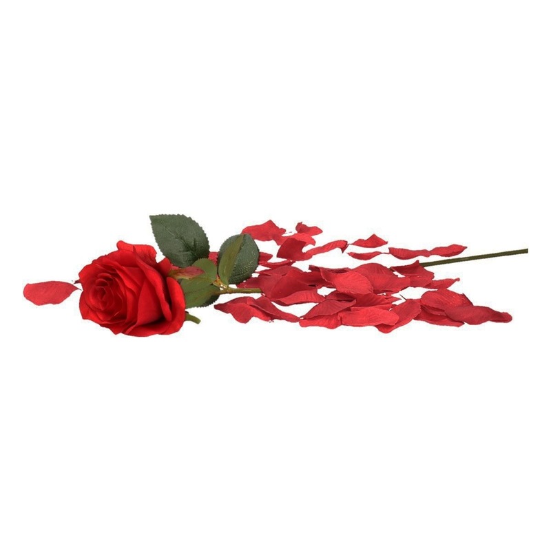 Valentijnscadeau rode roos 45 cm met bordeauxrode rozenblaadjes