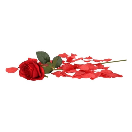 Valentines Day gift red rose 45 cm with rose petals